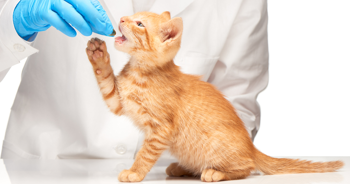 Do you know how to give your cat medicine? Sepicat