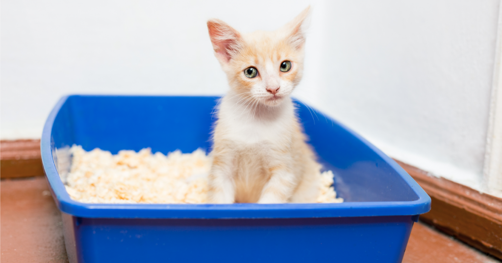 Little blonde cat inside a blue litter box