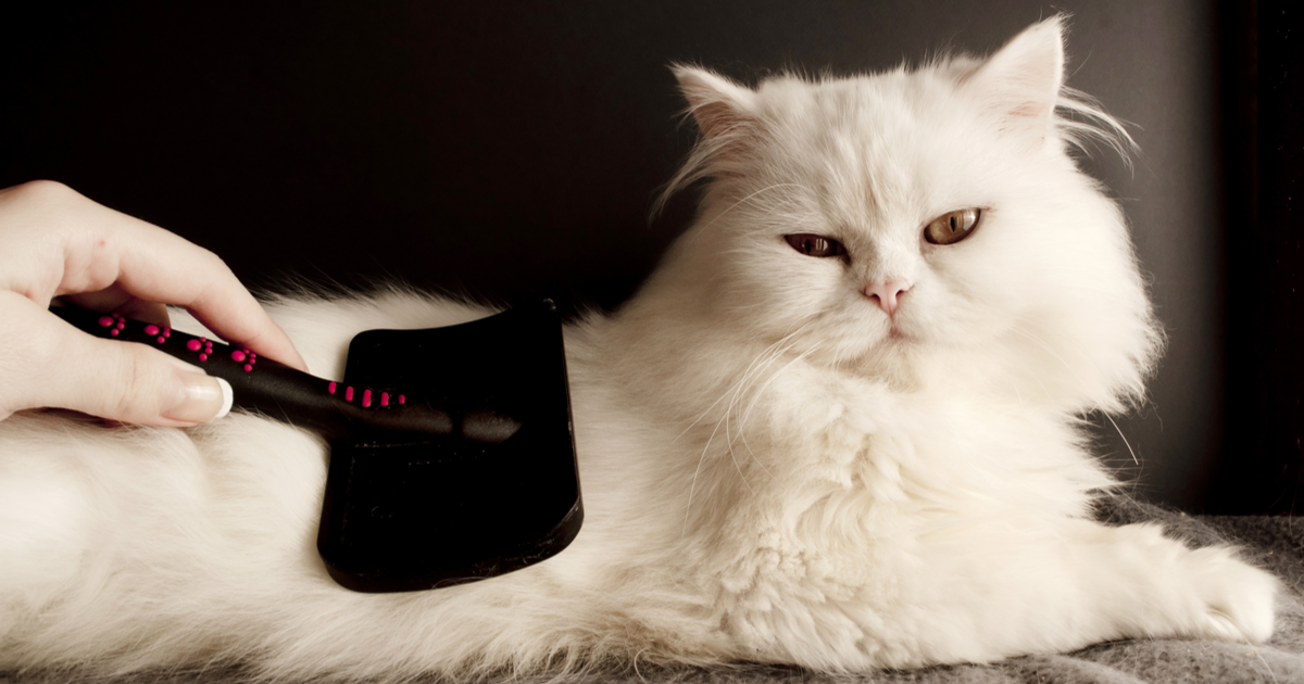 How to care for a Persian cat? - Sepicat