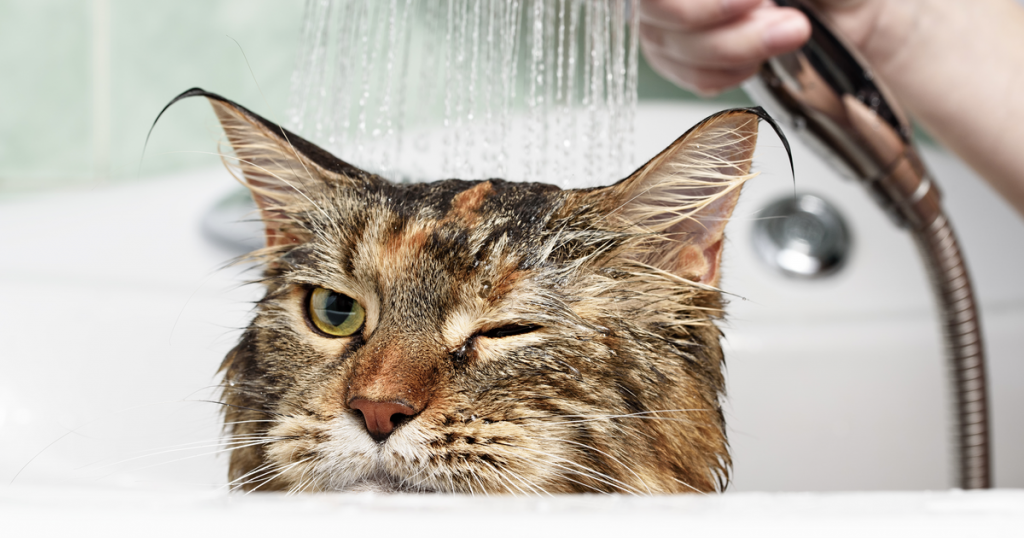 Gato mojado dándose un baño con agua