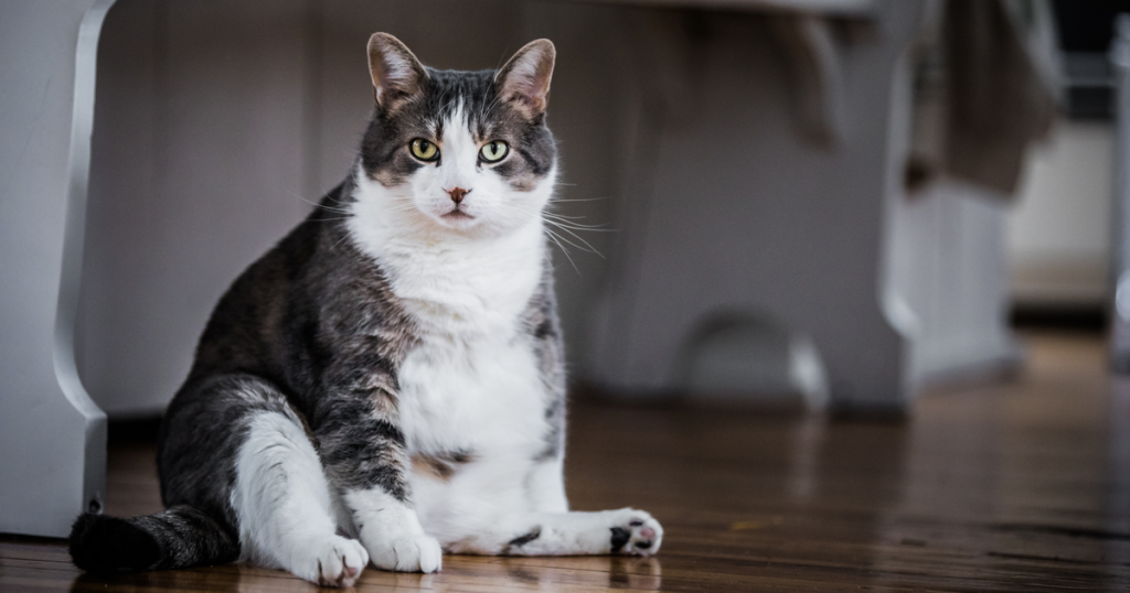 Gato gordo con sobrepeso sentado en el suelo