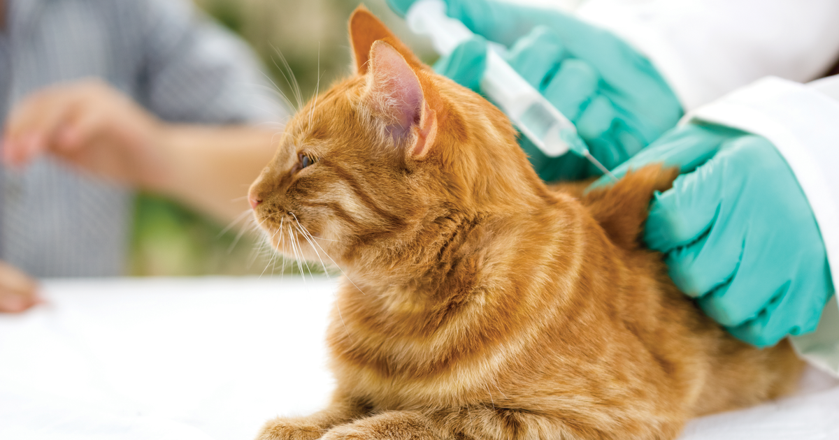 Veterinario poniéndole vacunas para gatos a un gato naranja