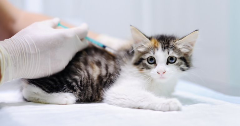 Veterinarian applying cat vaccines to a little kitty