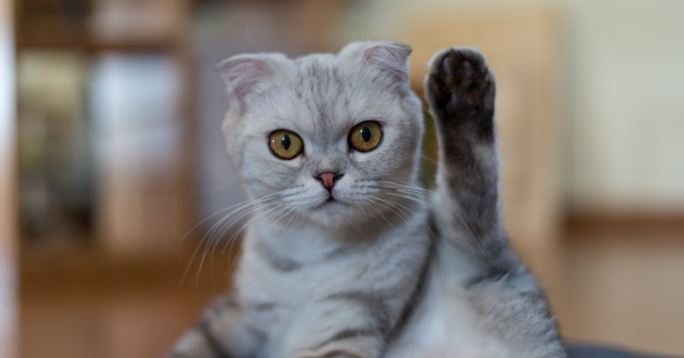 Gato dando la pata