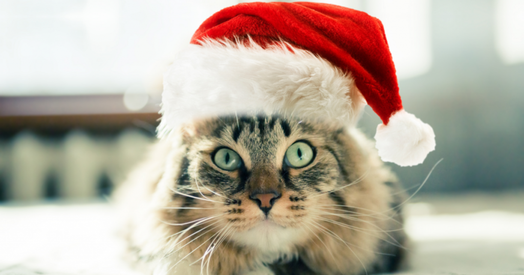 Christmas cat with Santa Claus' hat