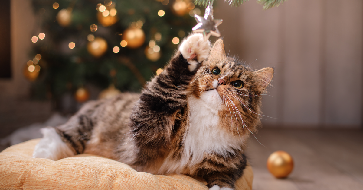 Cat playing under the Christmas tree