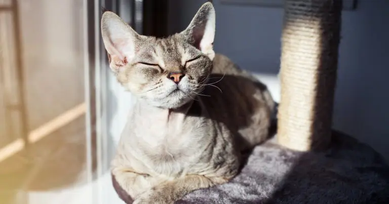 Cat taking a sunbath