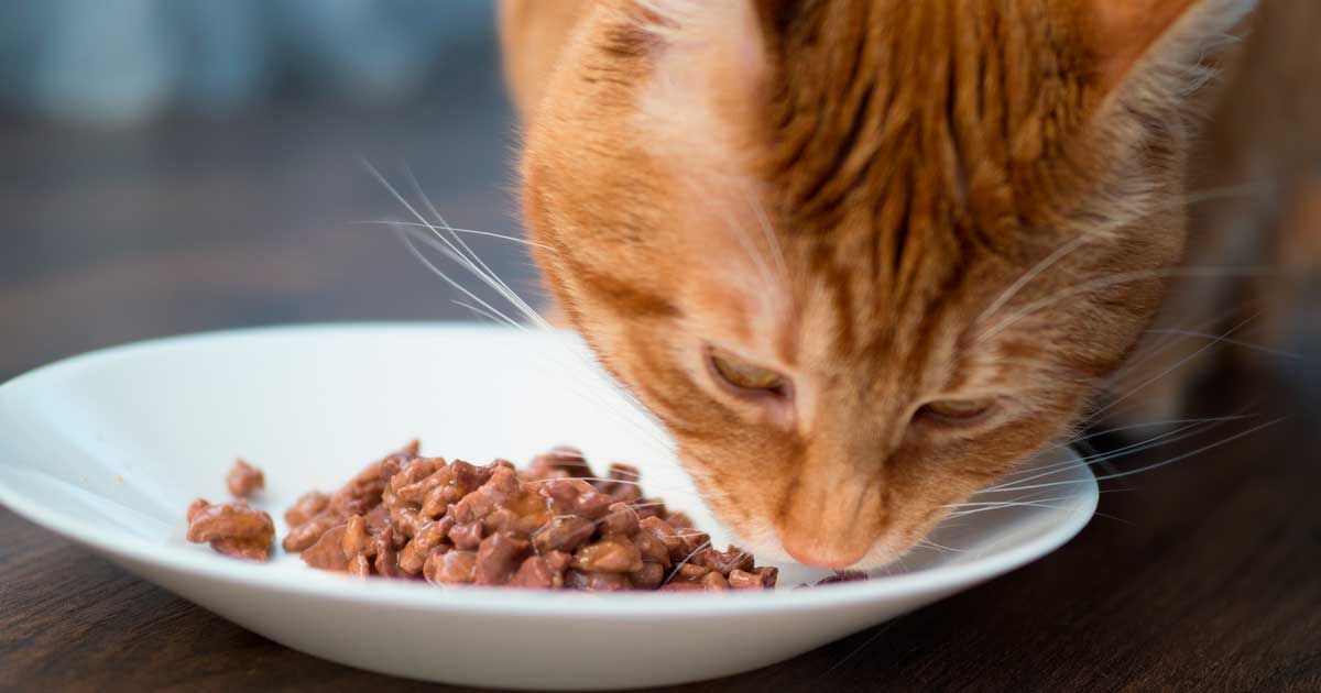 Orange cat eating cats' food in a plate