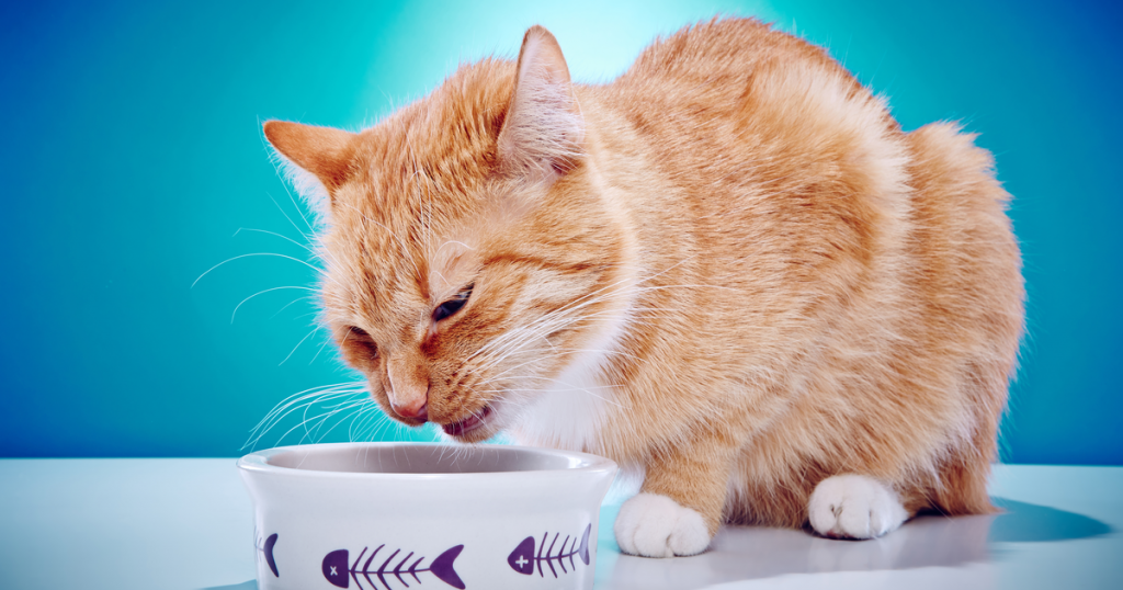 Cat vomiting her food