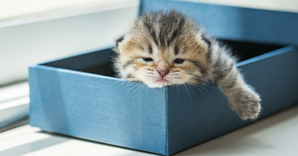 Kitten sleeping in a blue cat litter