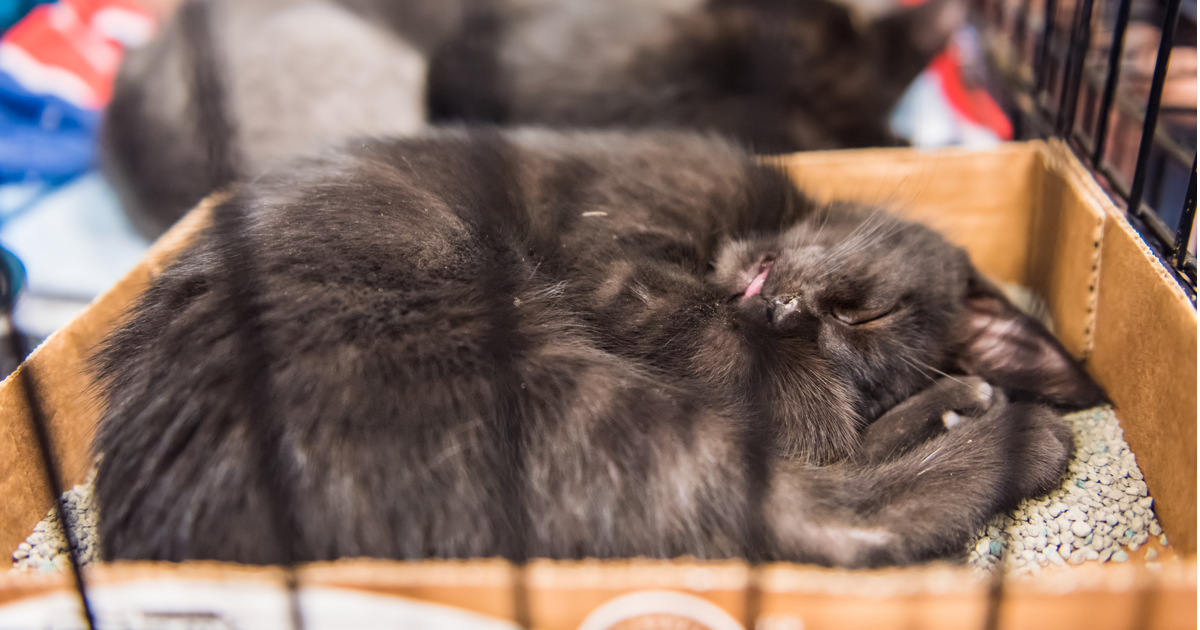 Cat sleeping in a cat litter 