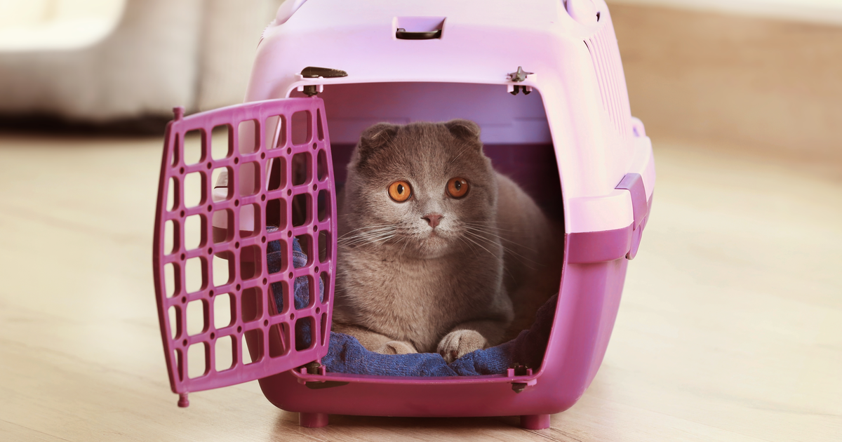 Cat inside a pink carrier
