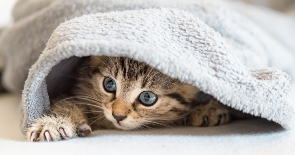 Cat playing under a blanket