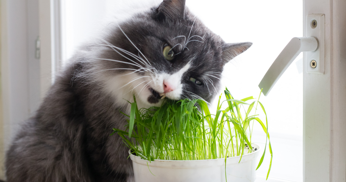 10 Non Toxic Plants For Cats And A