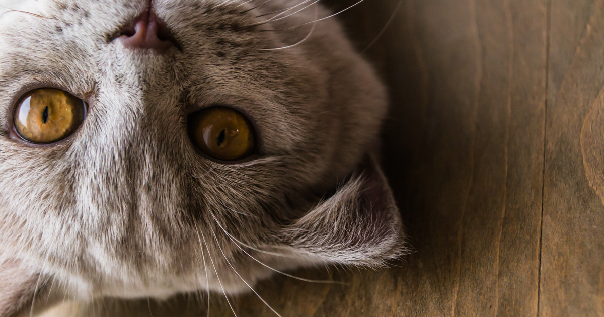 como cuidar un gato