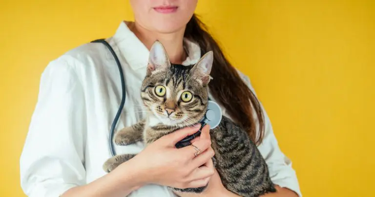 cat castration