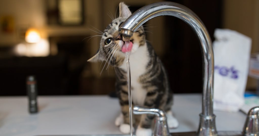 cat to drink more water