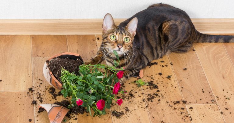 cat-safe plants