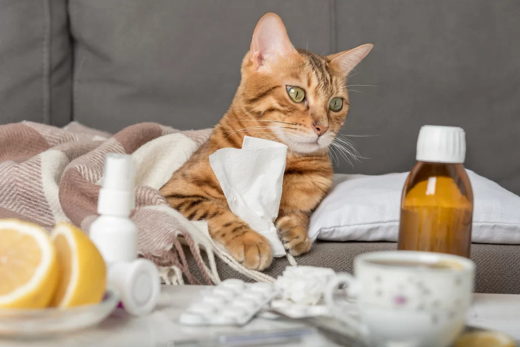 A sick cat laying over the couch. He is holding a tissue while staring at his medicine.