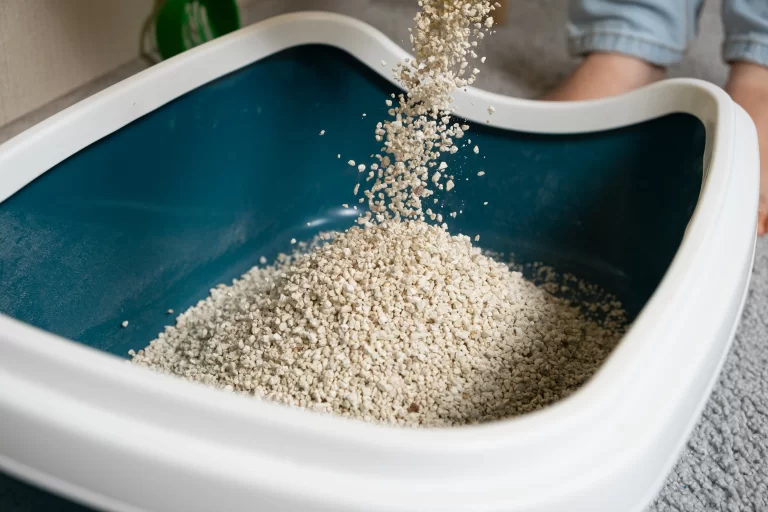 Litter cat into its box so that later, the owner will flush cat litter down the toilet.