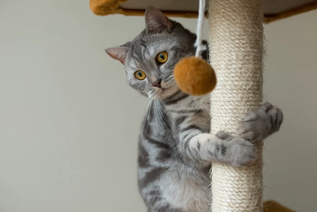 Cat holding to his scraper, which has an orange ball hanging.