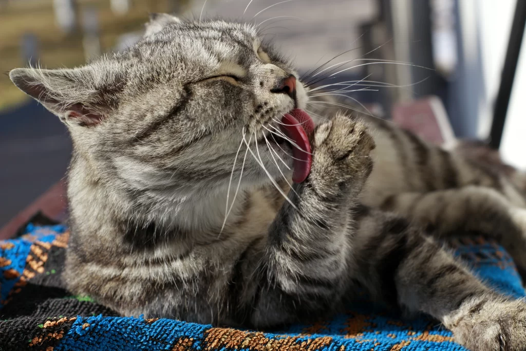 Cat taking a bath. The cat is enjoying that part of his routine cause he is almost sleeping over.