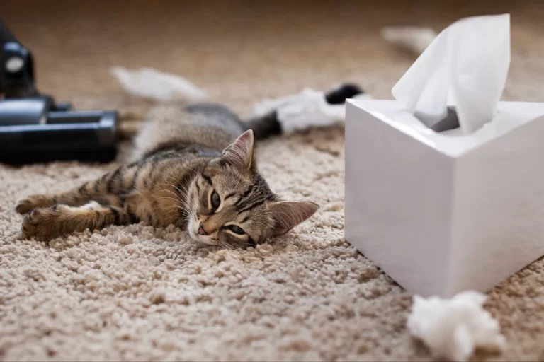 gato acostado en su sala