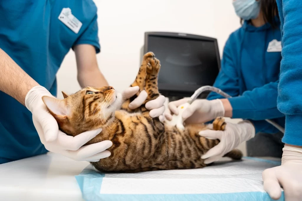Cat laying over a clinic bed. Vets are surrounding it while they check the stomach.
