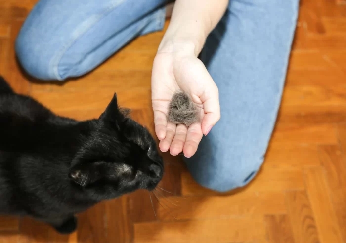 Palle di pelo del gatto nella mano del proprietario mentre il gatto le osserva.