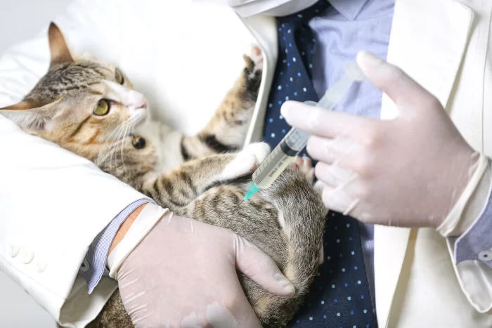 A cat taking a vaccine, to complete is vaccines letter.