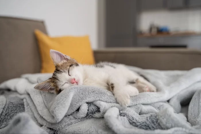 A cat sleeps on a couch while his owners are off.
