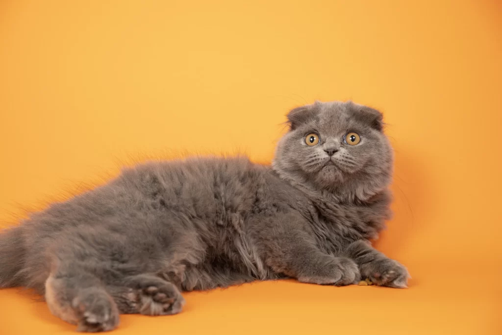 Retrato de gato