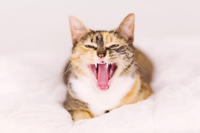Retrato de gato bostezando.