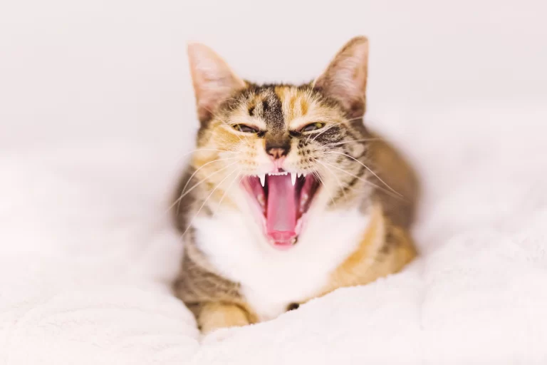 Retrato de gato bostezando.
