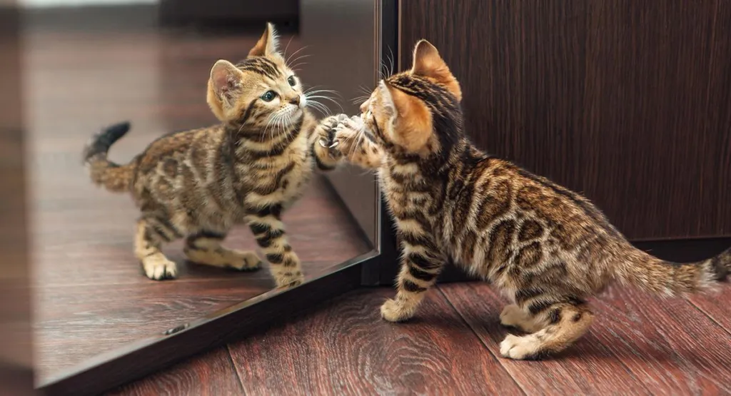 sepicat - Soñar con gatos en peligro y lo que revelan sobre tu interior