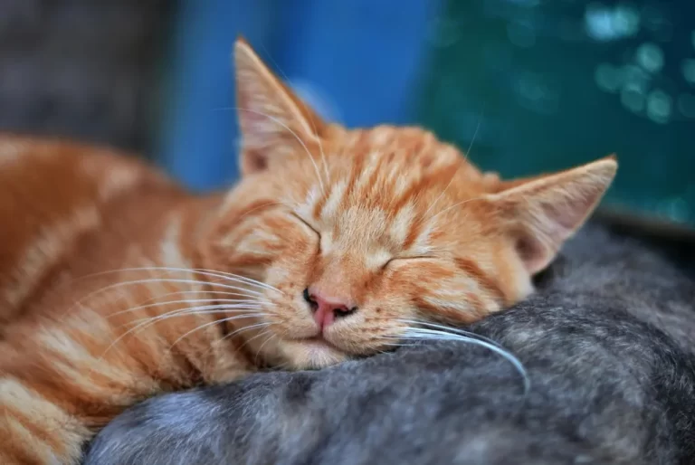 sepicat - ¿Qué simboliza el gato en los sueños?