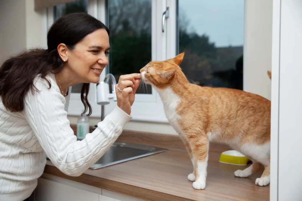 Persona alimentando a gato cómo eliminar el olor a gato en casa