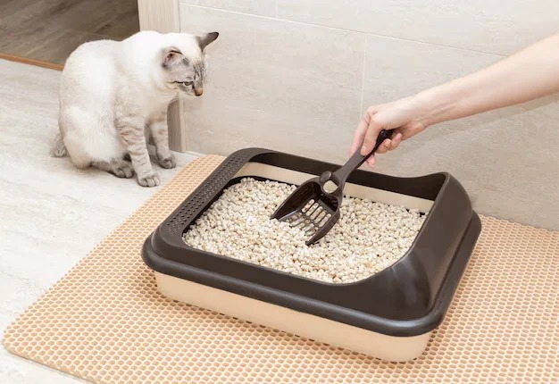 caja-arena-gatos-limpieza-manos-Odor control cat litter femeninas-pala-casa-concepto-limpieza-e-higiene- Arena para gatos control de olor_Odor control cat litter