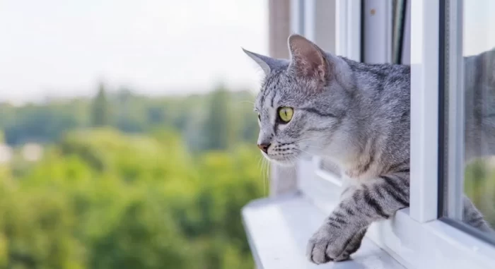 falling-cat-syndrome riesgo-sindrome-gato-paracaidista-ventana.